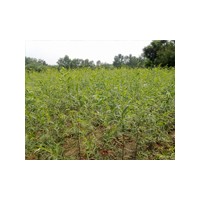 速生楊|速生楊價格|速生楊種植基地|冠縣農稷苗木