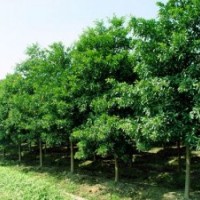 湖南杜英價格，全冠杜英，截桿杜英，移栽杜英，切桿杜英