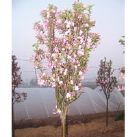 供應西府海棠成品苗，半成品苗，根接苗