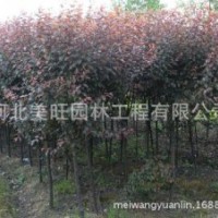 供應紫葉李
