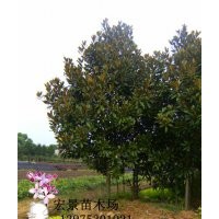 供應廣玉蘭，湖南廣玉蘭，特價批發