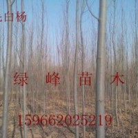 出售苗木：1-20CM毛白楊、春樹、速生法桐、國槐、白臘、垂