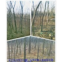 供應(yīng)絨毛白蠟，百日紅，百日紅小苗，木瓜