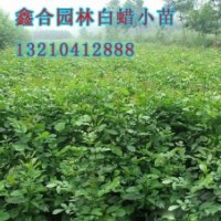 供應(yīng)濱州1公分白蠟小苗、濱州白蠟小苗種植基地