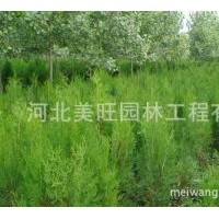 供應優質側柏
