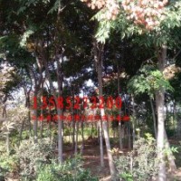 法桐、垂柳、合歡、欒樹、高桿女貞、紫薇、紫荊、紫葉李