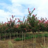 成都蒂楠園林苗圃低價供應大紅紫薇小苗