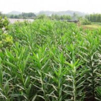 供應：大葉梔子小苗，大葉黃楊小苗，龜甲冬青小苗，夾竹桃小苗