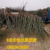 鑫合園林200萬速生國槐苗、速生國槐苗供應(yīng)商