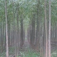 柳樹、法桐、欒樹、紫薇、桃樹、大葉女貞、合歡