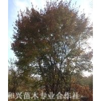 供應胸徑8-16cm九角楓，桓仁和興苗木種植基地