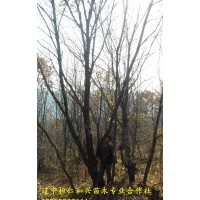 桓仁和興苗木大量供應(yīng)蒙古櫟，叢生蒙古櫟