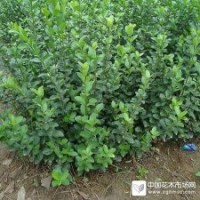 大量供應大葉扶芳藤，高度70-100cm，三個分支以上