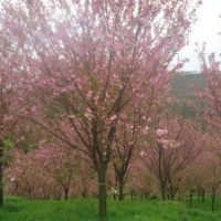 四川水杉，櫻花，桂花，楨楠基地直供