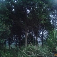 苦櫧 欒樹(shù),苦櫧,紅果冬青