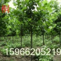 供應(yīng);國槐、白臘、法桐、毛白楊、速生柳、垂柳、107、白臘