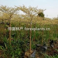 供應低價精品速生苗 錦葉欖仁 花葉欖仁