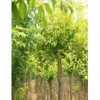 金葉復葉槭、紅葉碧桃、紅楓、金葉白蠟