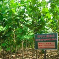 處理河北速生法桐樹苗8公分法桐報價