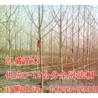 濟(jì)寧匯盛法桐價(jià)格6,7,8,9,10公分法桐報(bào)價(jià)