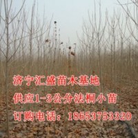 處理山東濟(jì)寧法桐小苗1公分，2公分價(jià)格表