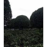 桂花之鄉(四川桂花，成都桂花，高桿桂花)