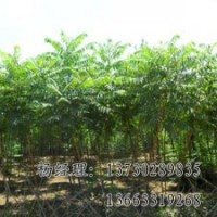 火炬樹，供應(yīng)火炬樹苗木基地