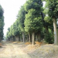 金華桂英苗木基地 供應大小規格 大香樟樹