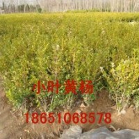 山東小葉黃楊、供應山東小葉黃楊、小葉黃楊基地、小葉黃楊球出售
