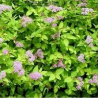 金葉榆、紅葉碧桃、繡線菊、水臘、月季、塔檜