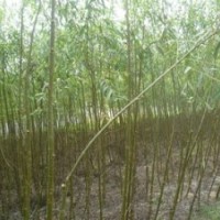 高質(zhì)量苗木