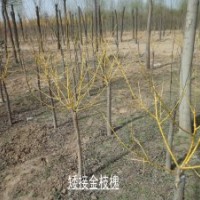 河北金枝槐基地供應4-10公分金枝槐