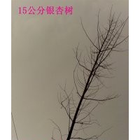 供應15公分銀杏樹