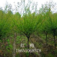 百日紅、紅梅、綠梅、珍珠梅、美人梅、臘梅、碧桃
