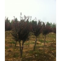 海棠3公分-12公分價格 菏澤