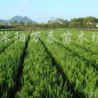 供應(yīng)塔柏、蜀檜、灑金柏、龍柏、地柏、北京檜