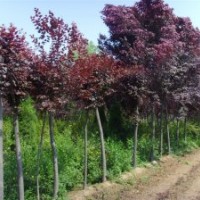 供應(yīng)紫荊、紫薇、紫葉李、高桿女貞