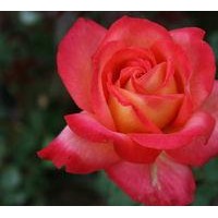 供應小葉女貞、紅葉小檗、黃楊、月季、紅葉小檗