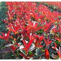 供應紅葉小檗、黃楊、月季、石楠、連翹、迎春、金絲