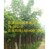 供應7公分8公分15公分國槐-山東國槐價格-國槐種植基地
