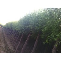 華北....苗木基地速生柳；榆葉梅；金葉榆；國槐；法桐；火炬