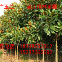 河南潢川綠林苗圃供應：紅花繼木、紅葉石楠、桂花、金邊黃楊、金