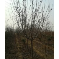 關(guān)山晚櫻、櫻花樹、櫻花樹苗