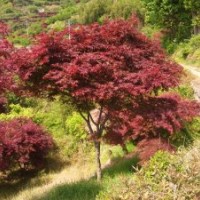 【供應】五針松、大板松、紅楓供應