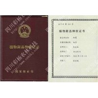 大量供應新品彩葉樹速生楊新一代中華紅霞楊芽孢