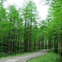 水杉|水杉價(jià)格|鹽城水杉|水杉種植|水杉苗|水杉苗圃
