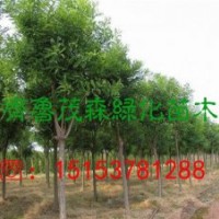 哪里有8公分國槐現貨出售