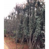 急售大量紅葉石楠，紅葉李，樂昌含笑，日本櫻花