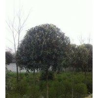 貴州青殿桂花，溫江青殿桂花，貴陽青殿桂花