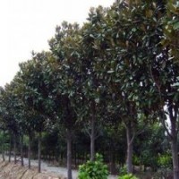 湖南益陽供應25公分廣玉蘭 28公分骨架廣玉蘭 30公分廣玉蘭